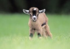 baby-goat
