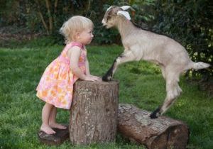 child toddler facing off goat spring picture